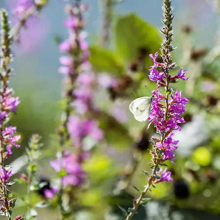 Beautiful In With Wifi Dom wakacyjny *